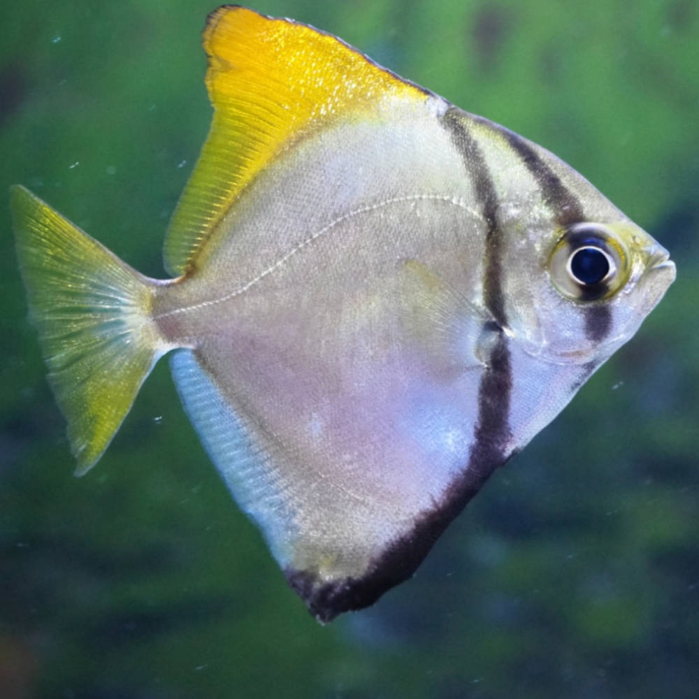 Brackish Species