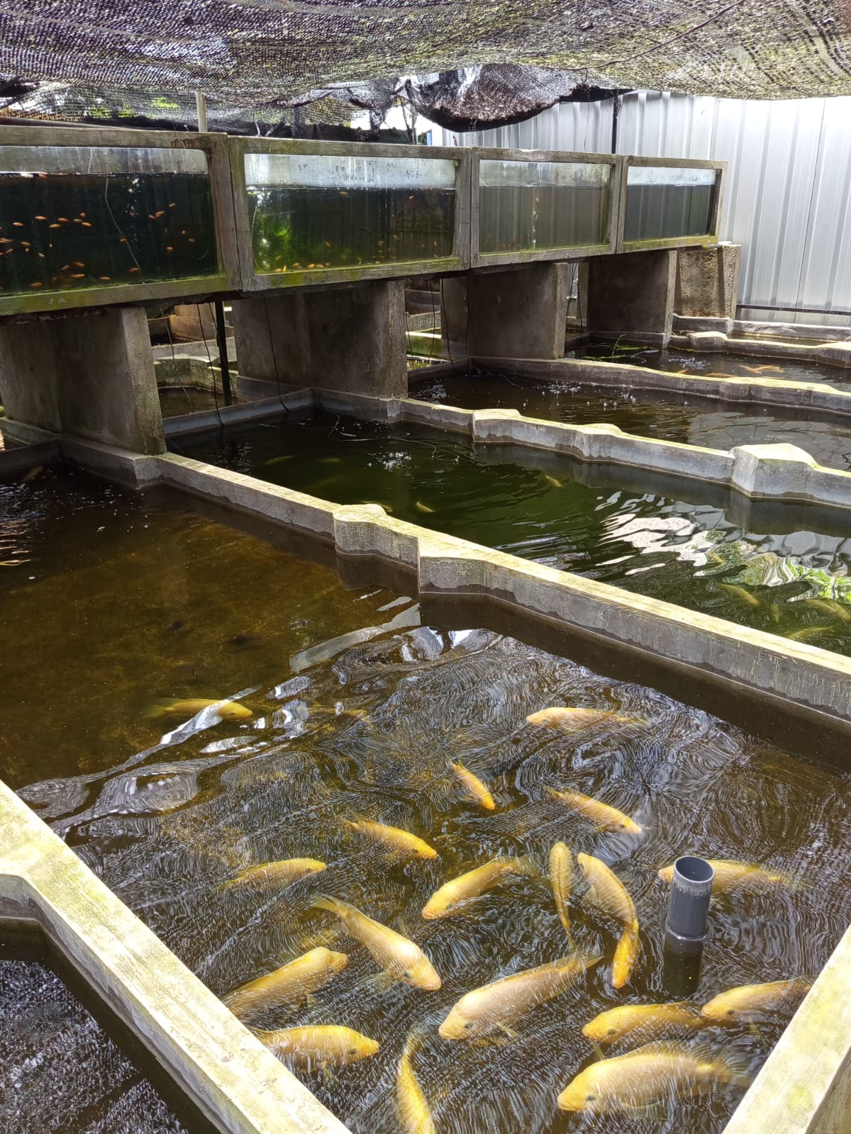 Breeding Section view 3