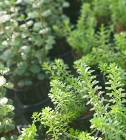 Coldwater & Plants